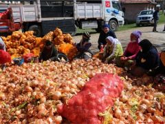 İlçemizde Patates ve Soğan Alımı Başladı