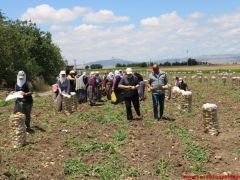 “PATATES EKİM ALANLARI %30 AZALDI”